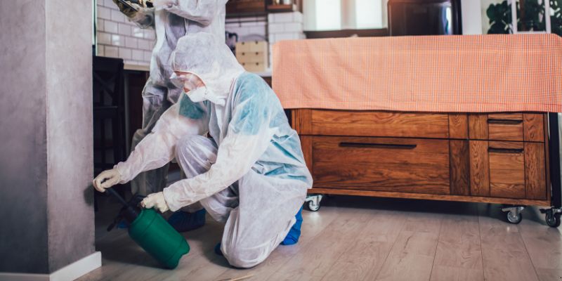 Dedetização em Apartamento Como Funciona em Belo Horizonte: Confira 4 Passos